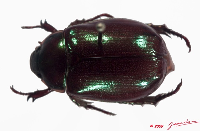 018 Coleoptere (FD) Dynastinae 9E50IMG_31478wtmk.jpg