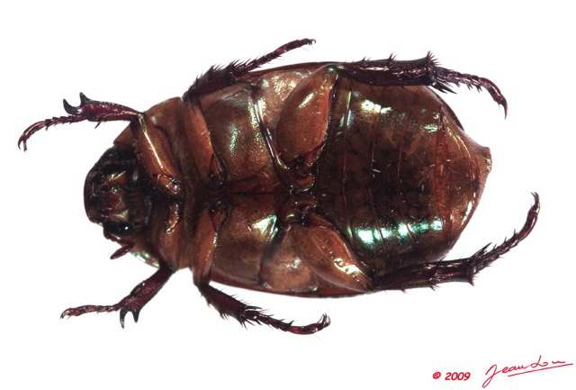 019 Coleoptere (FV) Dynastinae 9E50IMG_31479wtmk.jpg