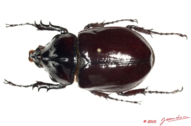 020 Coleoptere 45c (FD) Dynastinae 10E5K2IMG_64261wtmk.jpg