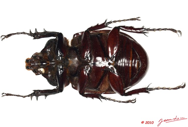 021 Coleoptere 45c (FV) Dynastinae 10E5K2IMG_64262wtmk.jpg