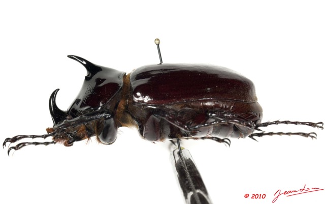 022 Coleoptere 45c (Pr) Dynastinae 10E5K2IMG_64265wtmk.jpg