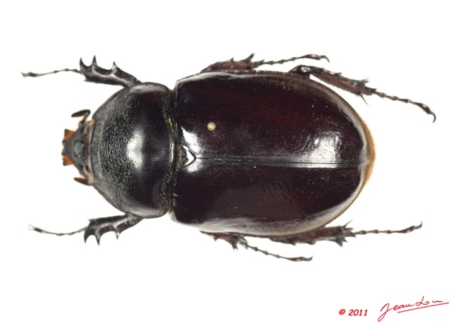 023 Coleoptere 47a (FD) Dynastinae 11E5K2IMG_66282wtmk.jpg