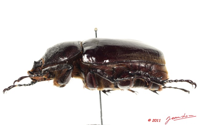 025 Coleoptere 47a (Profil) Dynastinae 11E5K2IMG_66286wtmk.jpg