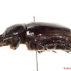 025 Coleoptere 47a (Profil) Dynastinae 11E5K2IMG_66286wtmk.jpg