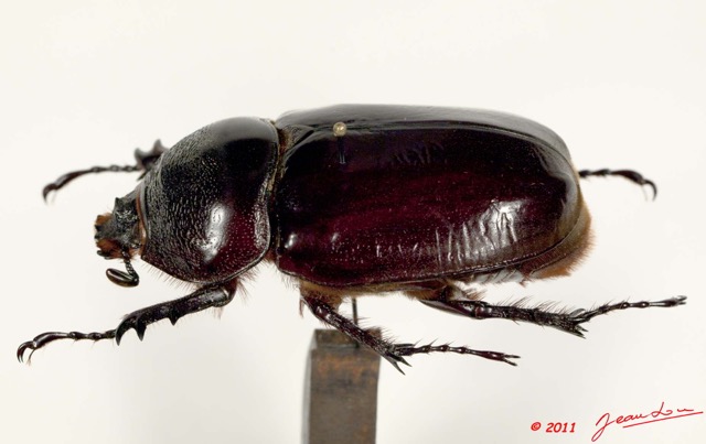 026 Coleoptere 47a (Profil) Dynastinae 11E5K2IMG_66290wtmk.jpg