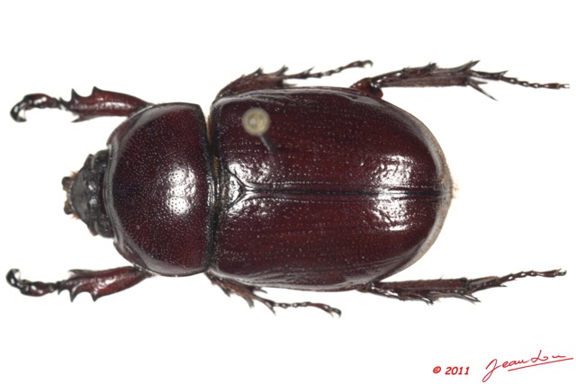 027 Coleoptere 53a (FD) Dynastinae 11E5K2IMG_68593wtmk.jpg