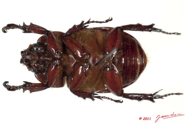 028 Coleoptere 53a (FV) Dynastinae 11E5K2IMG_68594wtmk.jpg