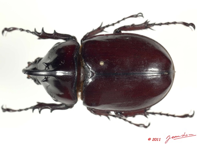 029 Coleoptere 55b (FD) Dynastinae 11E5K2IMG_68717wtmk.jpg