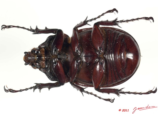 030 Coleoptere 55b (FV) Dynastinae 11E5K2IMG_68718wtmk.jpg