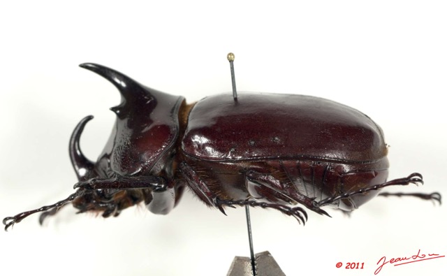 031 Coleoptere 55b (Profil) Dynastinae 11E5K2IMG_68719wtmk.jpg