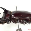 031 Coleoptere 55b (Profil) Dynastinae 11E5K2IMG_68719wtmk.jpg