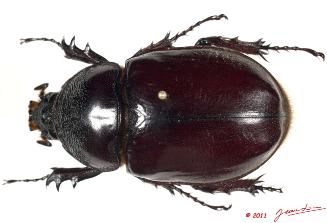 032 Coleoptere 55c (FD) Dynastinae 11E5K2IMG_68723wtmk.jpg