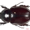 032 Coleoptere 55c (FD) Dynastinae 11E5K2IMG_68723wtmk.jpg