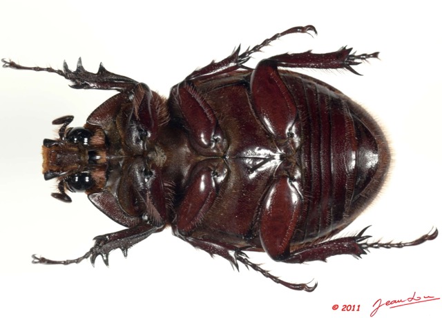 033 Coleoptere 55c (FV) Dynastinae 11E5K2IMG_68724wtmk.jpg