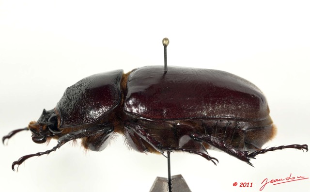 034 Coleoptere 55c (Profil) Dynastinae 11E5K2IMG_68726wtmk.jpg