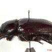 034 Coleoptere 55c (Profil) Dynastinae 11E5K2IMG_68726wtmk.jpg