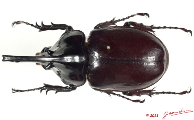 035 Coleoptere 56a (FD) Dynastinae 11E5K2IMG_68727wtmk.jpg