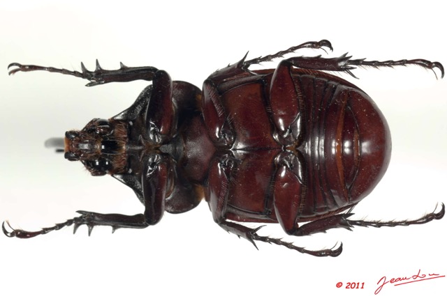 036 Coleoptere 56a (FV) Dynastinae 11E5K2IMG_68729wtmk.jpg