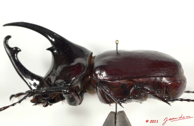 037 Coleoptere 56a (Profil) Dynastinae 11E5K2IMG_68730wtmk.jpg