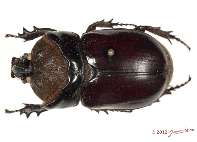 038 Coleoptere 60a (FD) Dynastinae 12E5K2IMG_76716wtmk.jpg