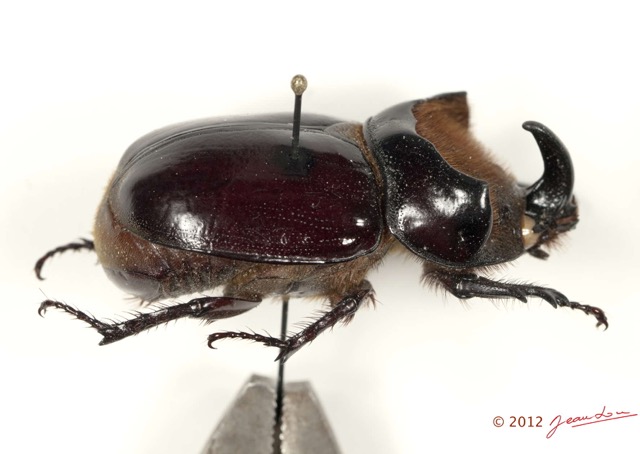 040 Coleoptere 60a (Lat) Dynastinae 12E5K2IMG_76718wtmk.jpg