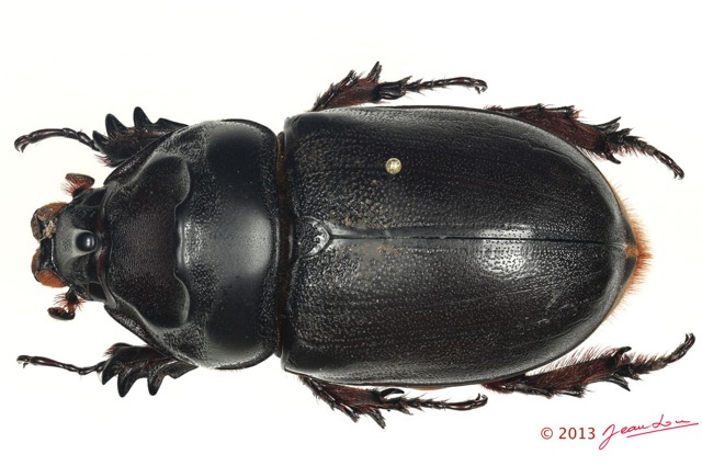 041 Coleoptere 61c (FD) Dynastinae E5K3IMG_91221PCawtmk.jpg