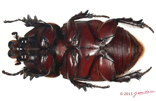 042 Coleoptere 61c (FV) Dynastinae E5K3IMG_91205PCawtmk.jpg