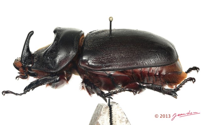 043 Coleoptere 61c (Prof) Dynastinae E5K3IMG_91232PCawtmk.jpg