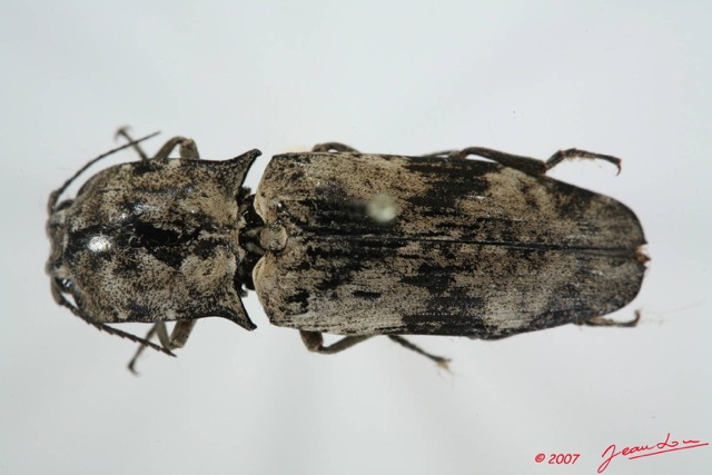 001 Coleoptere (FD) Elateridae 7EIMG_0026WTMK.JPG