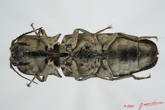 002 Coleoptere (FV) Elateridae 7EIMG_0028WTMK.JPG