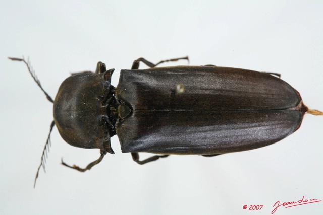 003 Coleoptere (FD) Elateridae 7EIMG_0052WTMK.JPG