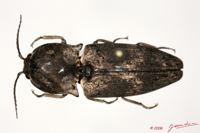 005 Coleoptere (FD) Elateridae 8EIMG_26089 1WTMK.jpg