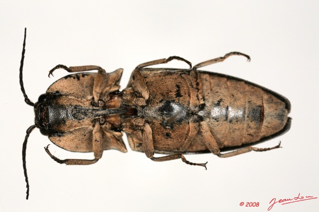 006 Coleoptere (FV) Elateridae 8EIMG_26090 1WTMK.jpg