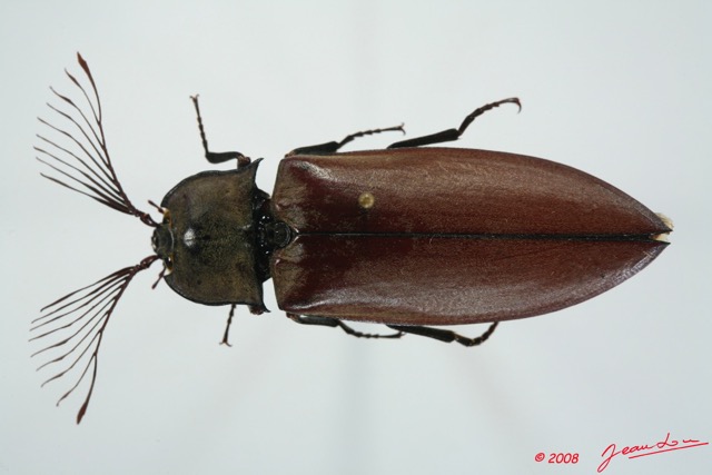 007 Coleoptere (FD) Elateridae 8EIMG_26219WTMK.jpg