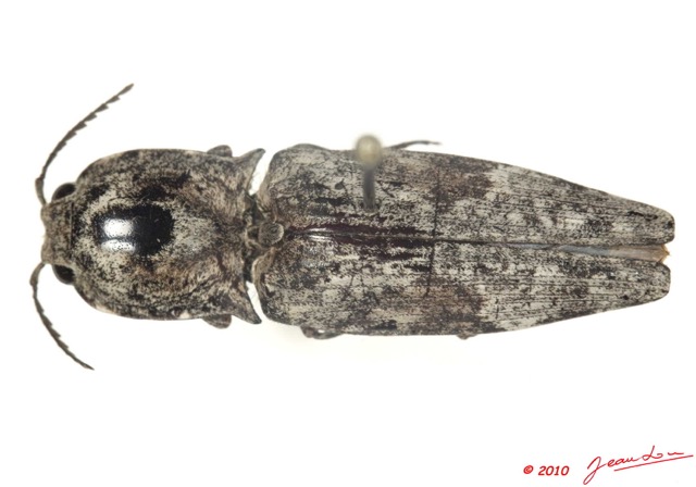 009 Coleoptere 37b (FD) Elateridae 10E5K2IMG_59395wtmk.jpg