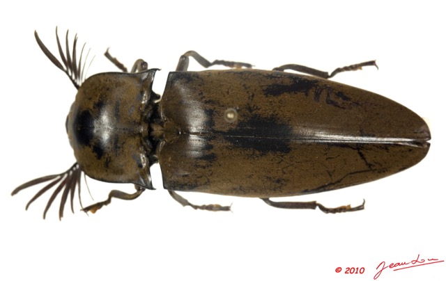 011 Coleoptere 38d (FD) Elateridae 10E5K2IMG_59419wtmk.jpg