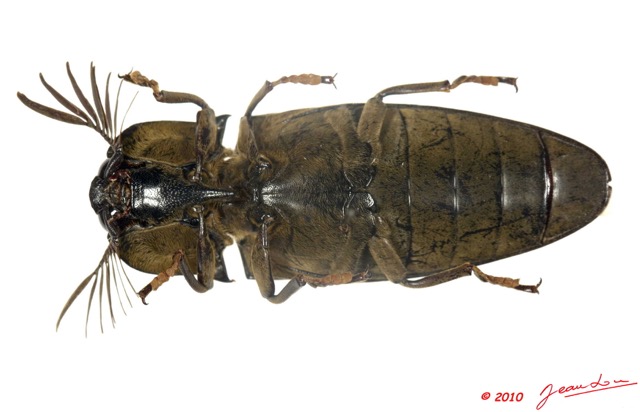 012 Coleoptere 38d (FV) Elateridae 10E5K2IMG_59420wtmk.jpg