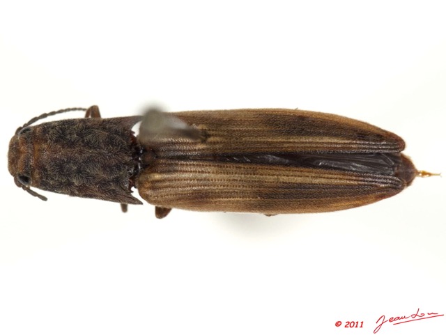 015 Coleoptere 50b (FD) Elateridae 11E5K2IMG_68562wtmk.jpg