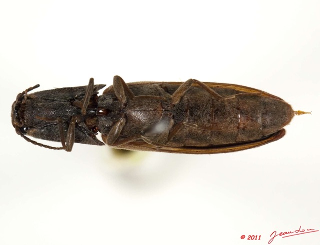 016 Coleoptere 50b (FV) Elateridae 11E5K2IMG_68563wtmk.jpg