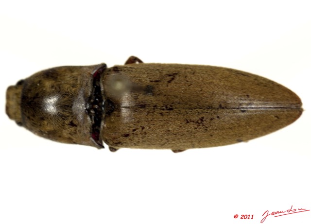 017 Coleoptere 50c (FD) Elateridae 11E5K2IMG_68564wtmk.jpg