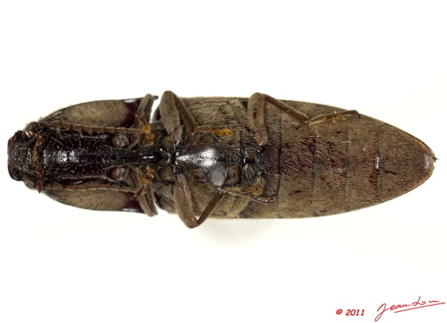 018 Coleoptere 50c (FV) Elateridae 11E5K2IMG_68565wtmk.jpg