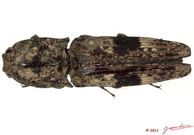 019 Coleoptere 52b (FD) Elateridae 11E5K2IMG_68585wtmk.jpg