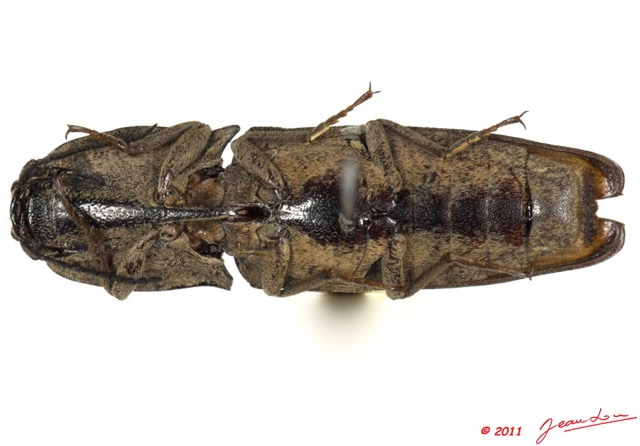 020 Coleoptere 52b (FV) Elateridae 11E5K2IMG_68586wtmk.jpg