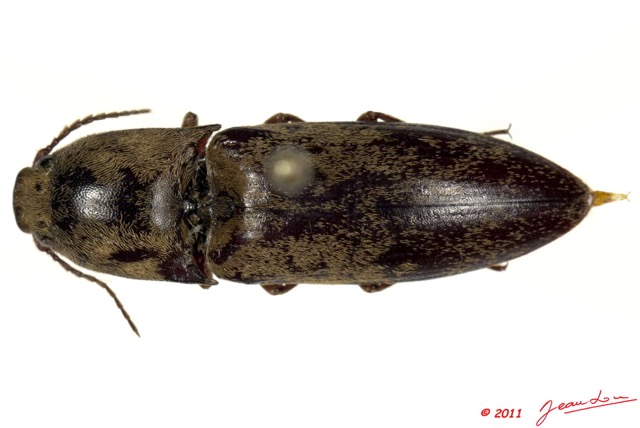 021 Coleoptere 52c (FD) Elateridae 11E5K2IMG_68587wtmk.jpg