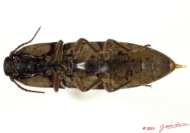 022 Coleoptere 52c (FV) Elateridae 11E5K2IMG_68589wtmk.jpg
