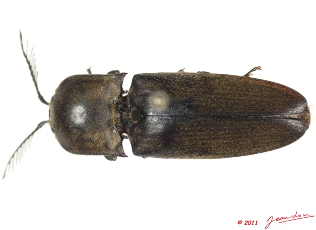 023 Coleoptere 52d (FD) Elateridae 11E5K2IMG_68590wtmk.jpg