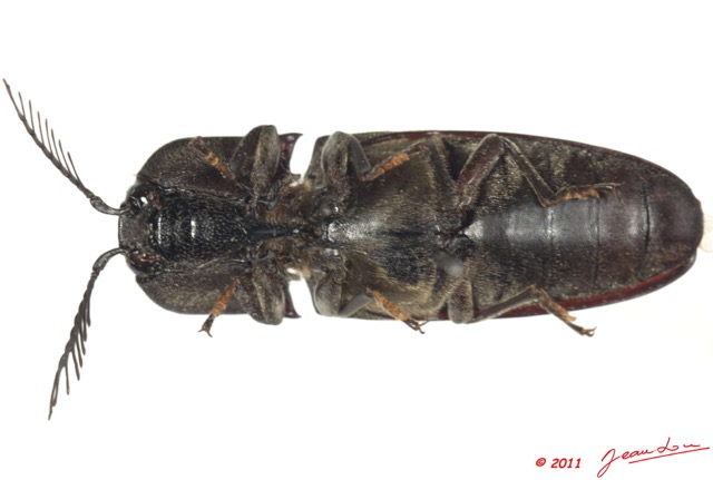 024 Coleoptere 52d (FV) Elateridae 11E5K2IMG_68591wtmk.jpg