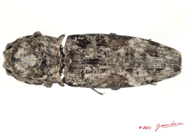 025 Coleoptere 53b (FD) Elateridae 11E5K2IMG_68595wtmk.jpg