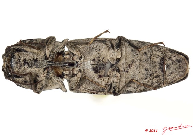 026 Coleoptere 53b (FV) Elateridae 11E5K2IMG_68596wtmk.jpg