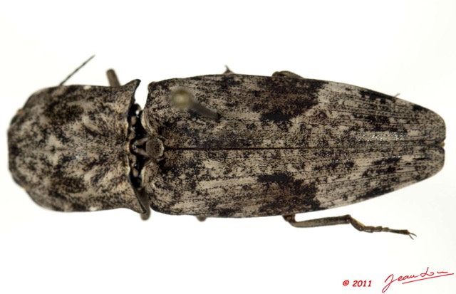 027 Coleoptere 53d (FD) Elateridae 11E5K2IMG_68601wtmk.jpg